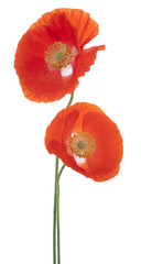 Obraz premium poppy