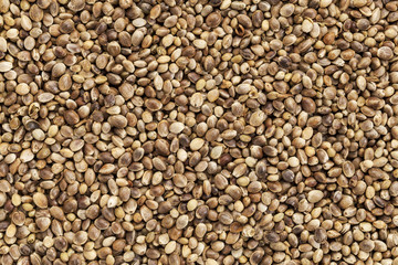 hemp seed