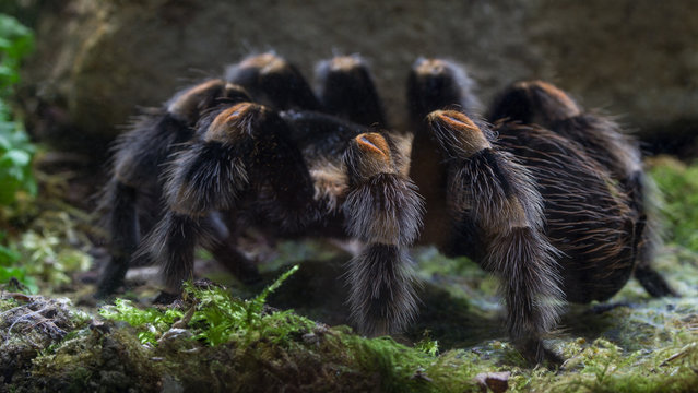 tarantula