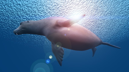 Fototapeta premium オットセイ