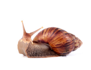 funny snail ,isolated on white background