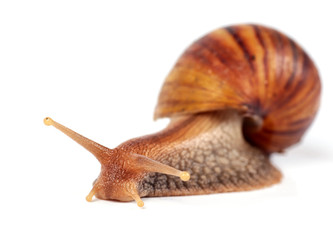 snail ,isolated on white background