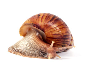 snail ,isolated on white background