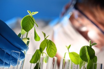 Scientist examining samples with plants