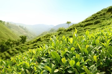 Tea Plantations © Lily