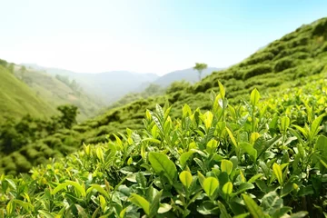Tuinposter Tea Plantations © Li Ding