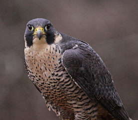 Peregrine Falcon Stare
