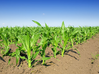 Young corn © Željko Radojko