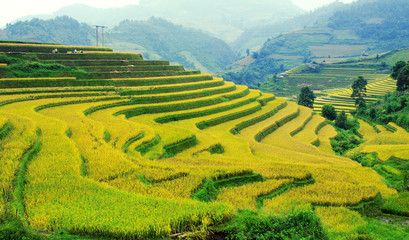 Fototapeta na wymiar Rice fields on terraced of Mu Cang Chai, YenBai, Vietnam. Rice fields prepare the harvest at Northwest Vietnam.Vietnam landscapes.