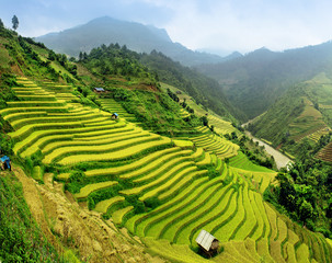 Rice fields Mu Cang Chai, Vietnam - obrazy, fototapety, plakaty