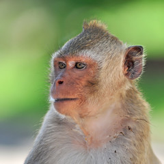 Obraz premium monkey closeup