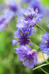 Beautiful cornflowers on green background