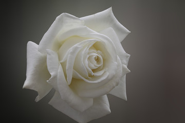 Simply Rose - White