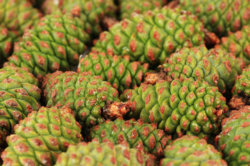 Green pine cones, close up