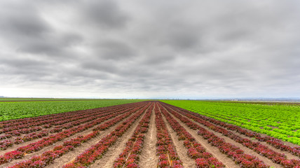 Variegated Lettuce Field