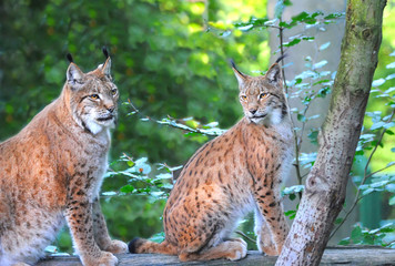 There are young lynx in forest
