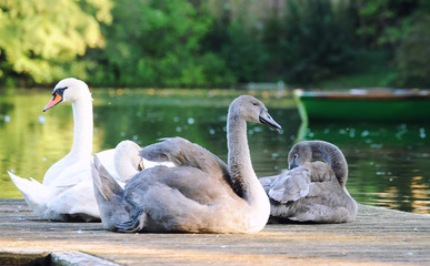 Swan family on a pier