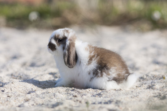 bunny
