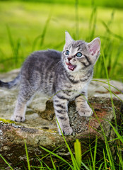 cute  kitten in the garden