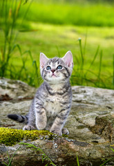a cute little kitten in the garden grass