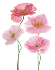 Naklejka premium poppy