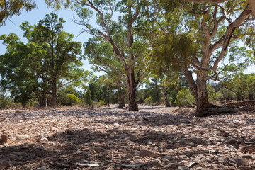 Fototapeta premium Dry River bed. Flinders Ranges (near Iga Warta). South Australia