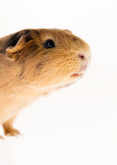 Red guinea pig