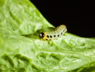 Caterpillar and lettuce