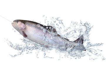 Obraz premium Fische 123