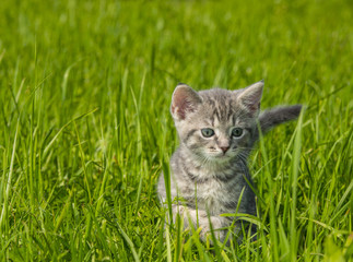 Naklejka na ściany i meble kitten in the garden grass
