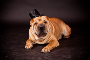 Sharpei dog waring stovepipe