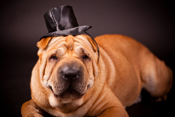 Sharpei dog waring stovepipe