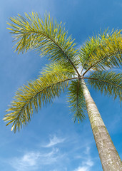 Obraz premium Foxtail Palm on blue sky