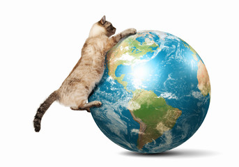 Obraz premium Siamese cat playing