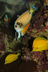 Group of tropical fish while swimming in algae and corals of war