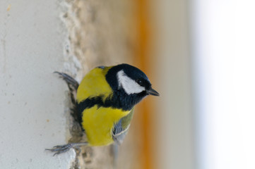 Obraz na płótnie Canvas Great Tit Bird Close-Up