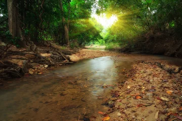 Zelfklevend Fotobehang Tropical river in jungle © nevodka.com