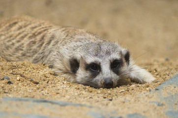 Meerkat
