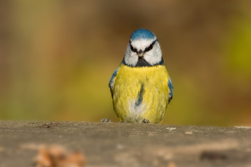 Blaumeise
