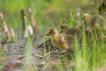 Graugänse (Anser anser)