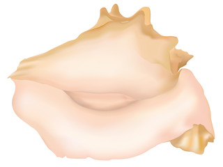 Seashell on white background. Vector