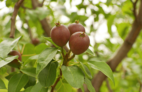 Unripe pears