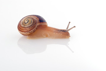 Snail