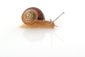 Snail