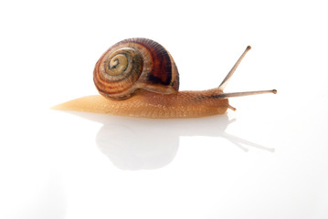 Snail