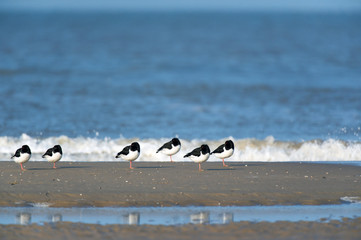 Eurasian Oystercatcher in the sea