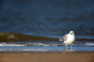 Lesser Black-backed Gull