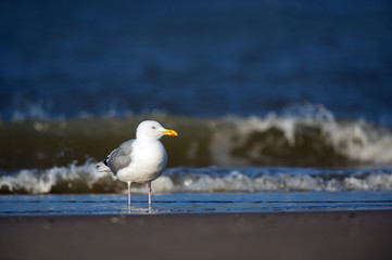 Lesser Black-backed Gull