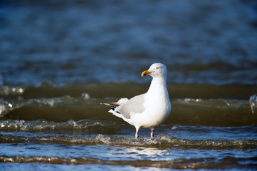 Lesser Black-backed Gull