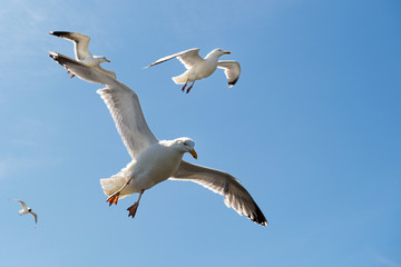 Flying Larus